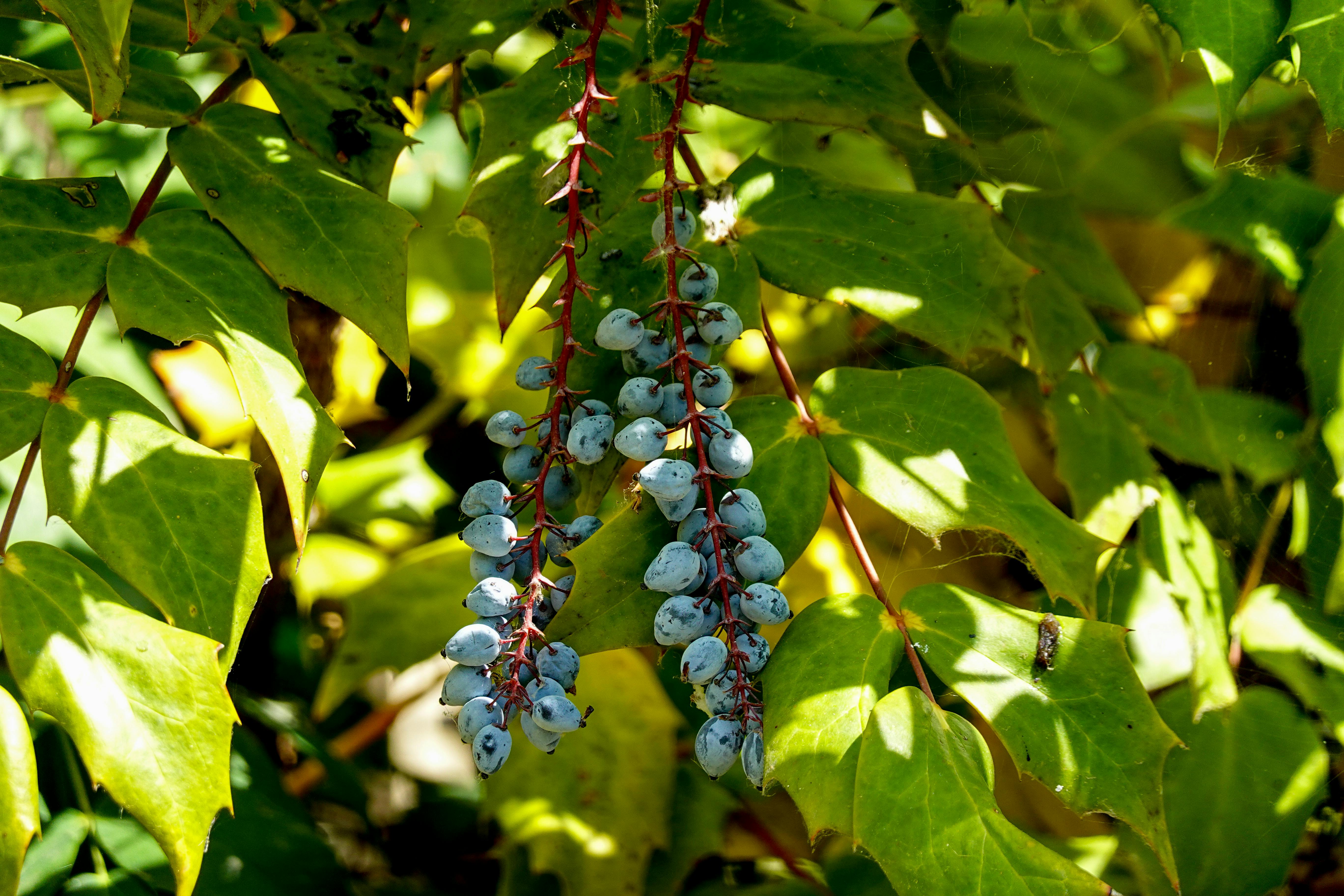 Black Grapes Photos, Download The BEST Free Black Grapes Stock Photos ...