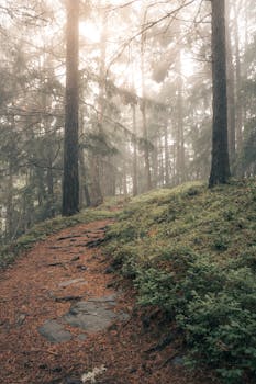 Explore the serene beauty of a misty forest trail at sunrise in Tirol, Austria.