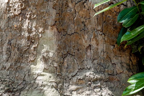 Immagine gratuita di abbaiare, albero, ambiente