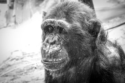 Black and White Photo of a Chimpanzee