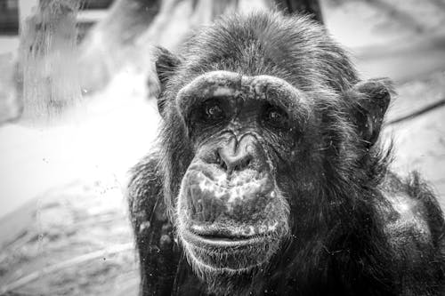 Black and White Picture of a Chimpanzee