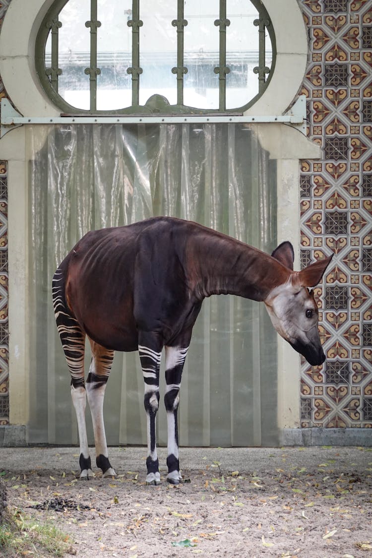 Okapi Animal In Zoo