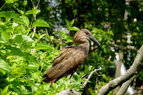 Free A detailed view of a hamerkop bird perched on a branch surrounded by vibrant green leaves. Stock Photo