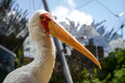 Free Detailed close-up of a yellow-billed stork showcasing its vivid beak under a clear sky. Stock Photo