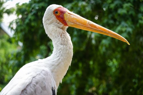 Free A detailed close-up of a yellow-billed stork highlighting its vibrant bill amidst lush greenery. Stock Photo