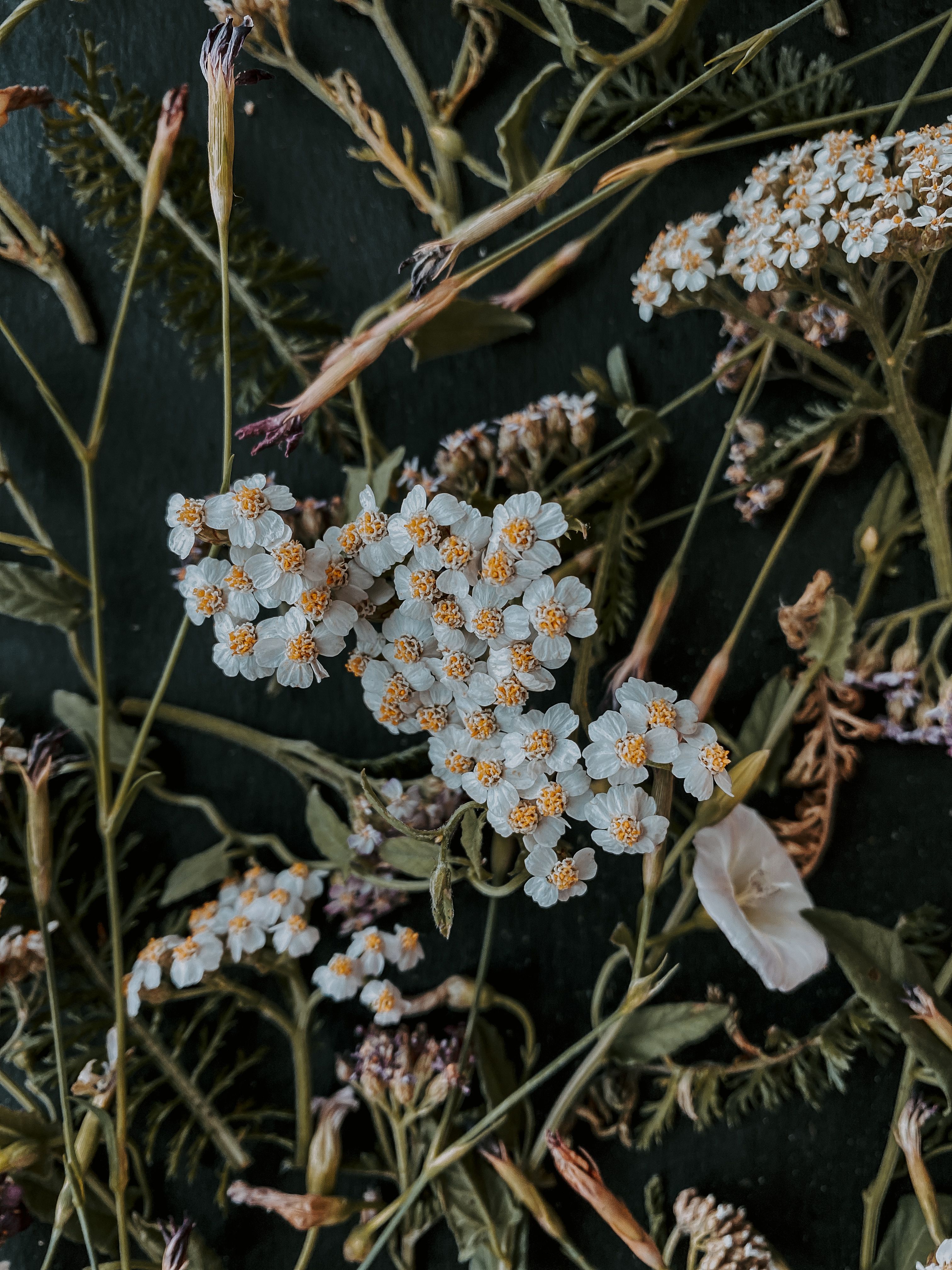 Artistic flat lay of scattered wildflowers and greenery on a dark background.