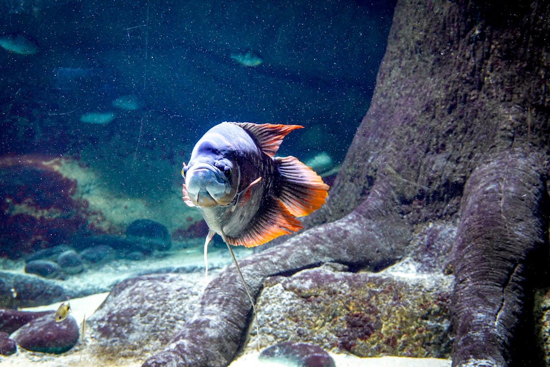 Foto d'estoc gratuïta de aquari, fotografia d'animals, gourami gegant
