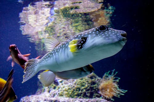Бесплатное стоковое фото с Аквариум, животное, коралловый риф