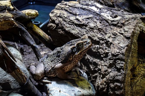 Fotobanka s bezplatnými fotkami na tému príroda, rokoková ropucha, selektívne zaostrenie