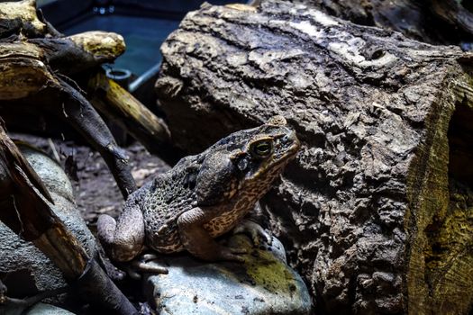 Detailed close-up of a toad nestled among rocks and logs in a nature setting.