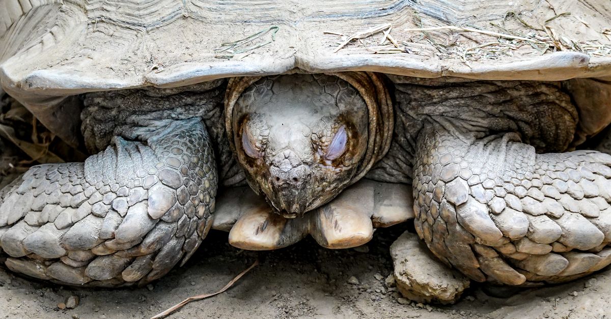 Turtle Hide Shell Turtle Hiding inside Shell · Free Stock Photo