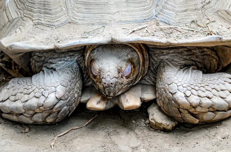 Turtle Hiding Inside Shell