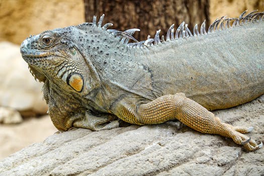 Close-up of a green iguana resting on a rock in a tropical zoo setting.