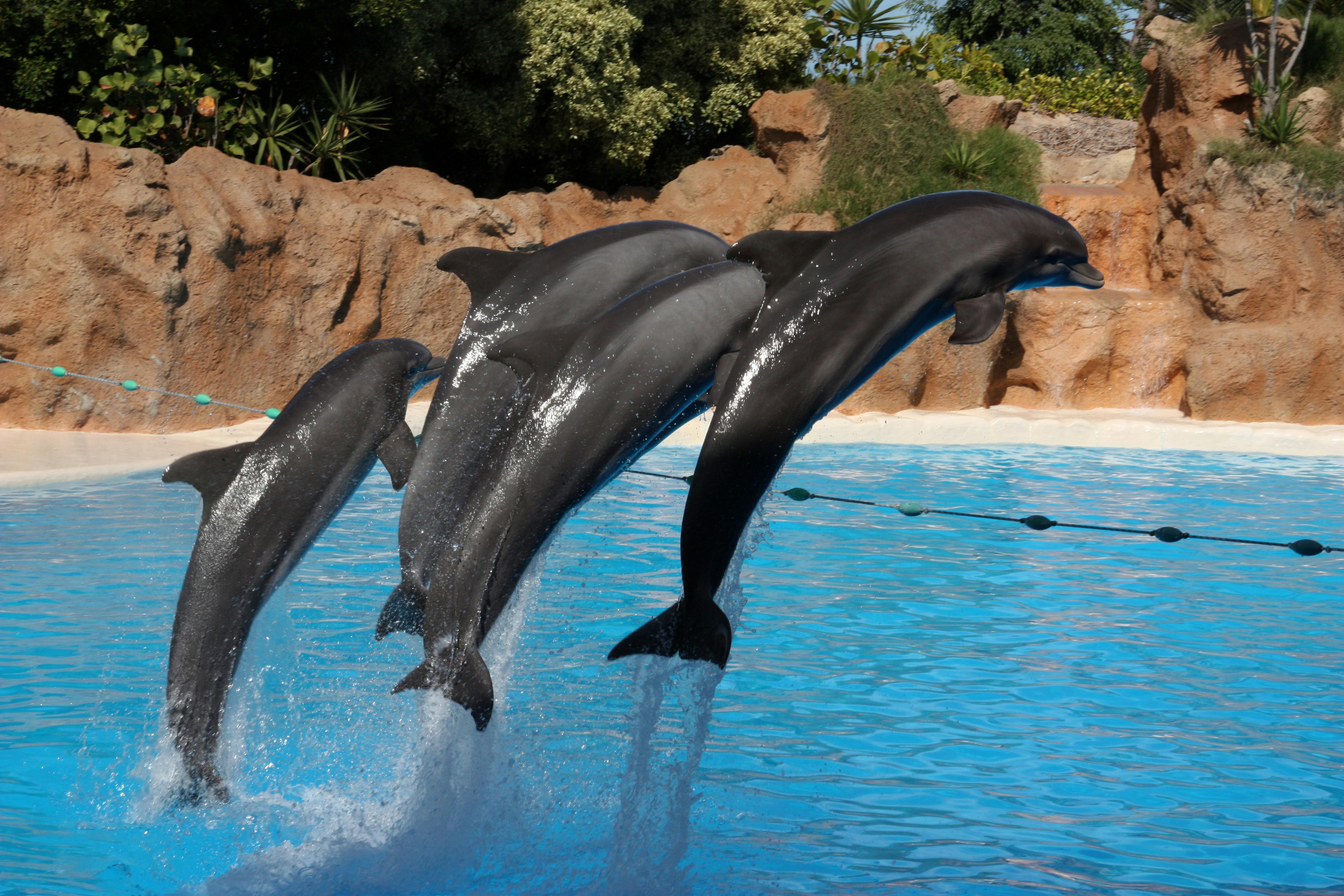 Three dolphins jump gracefully in a pool at Puerto de la Cruz. Ideal for aquatic life topics.