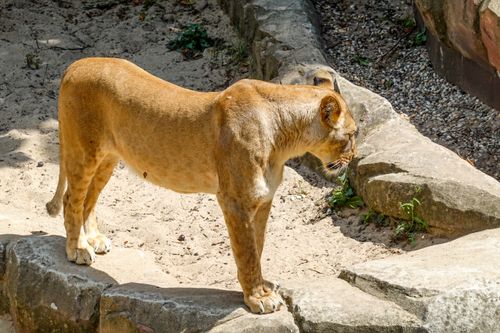 Free A lioness stands gracefully in a zoo enclosure, captured in daylight. Stock Photo