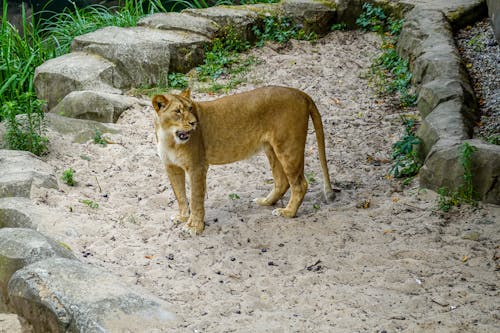 Foto profissional grátis de animais selvagens, animal, fotografia animal