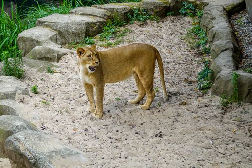 Free A powerful lion stands on sandy terrain surrounded by rocks in a zoo setting. Stock Photo