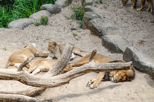 Gratis lagerfoto af dyrefotografering, dyreliv, løver Lagerfoto