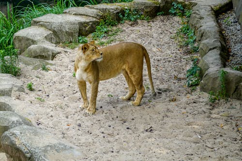 セレクティブフォーカス, 動物の写真, 動物園の無料の写真素材