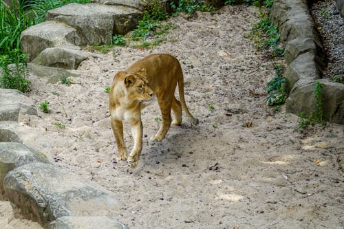 セレクティブフォーカス, ライオン, 動物の写真の無料の写真素材