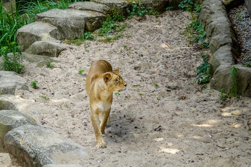 Immagine gratuita di avvicinamento, focus selettivo, fotografia di animali