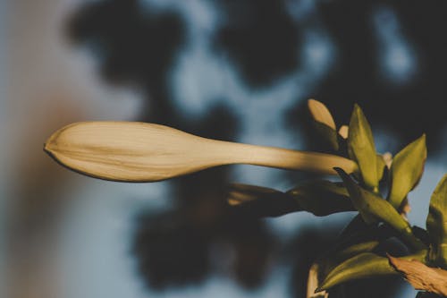 無料 花のつぼみのマクロ写真 写真素材