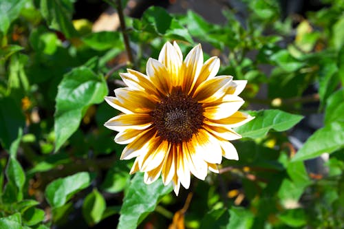 Gratuit Photos gratuites de fermer, fleur jaune, fleurir Photos