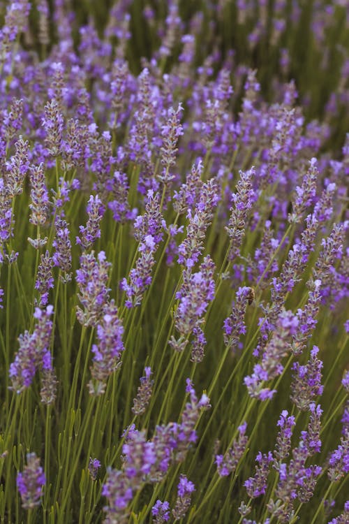 Close-up of a Lavender Field 