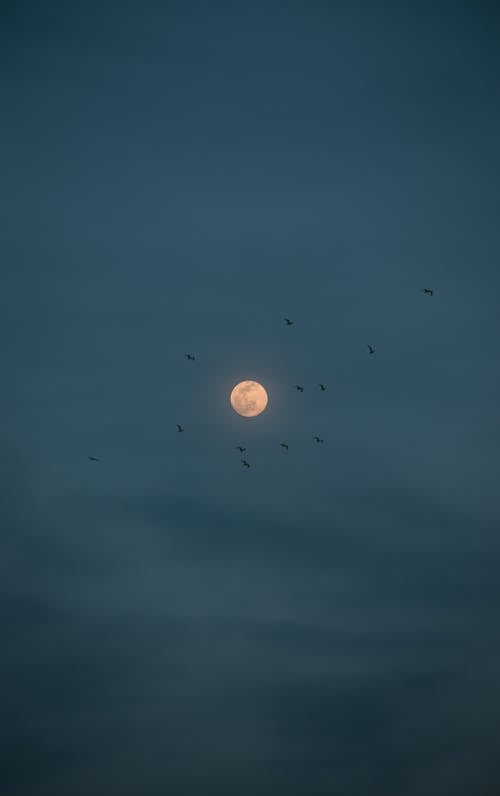 Ingyenes stockfotó asztrofotográfia, birds_flying, csillagászat témában