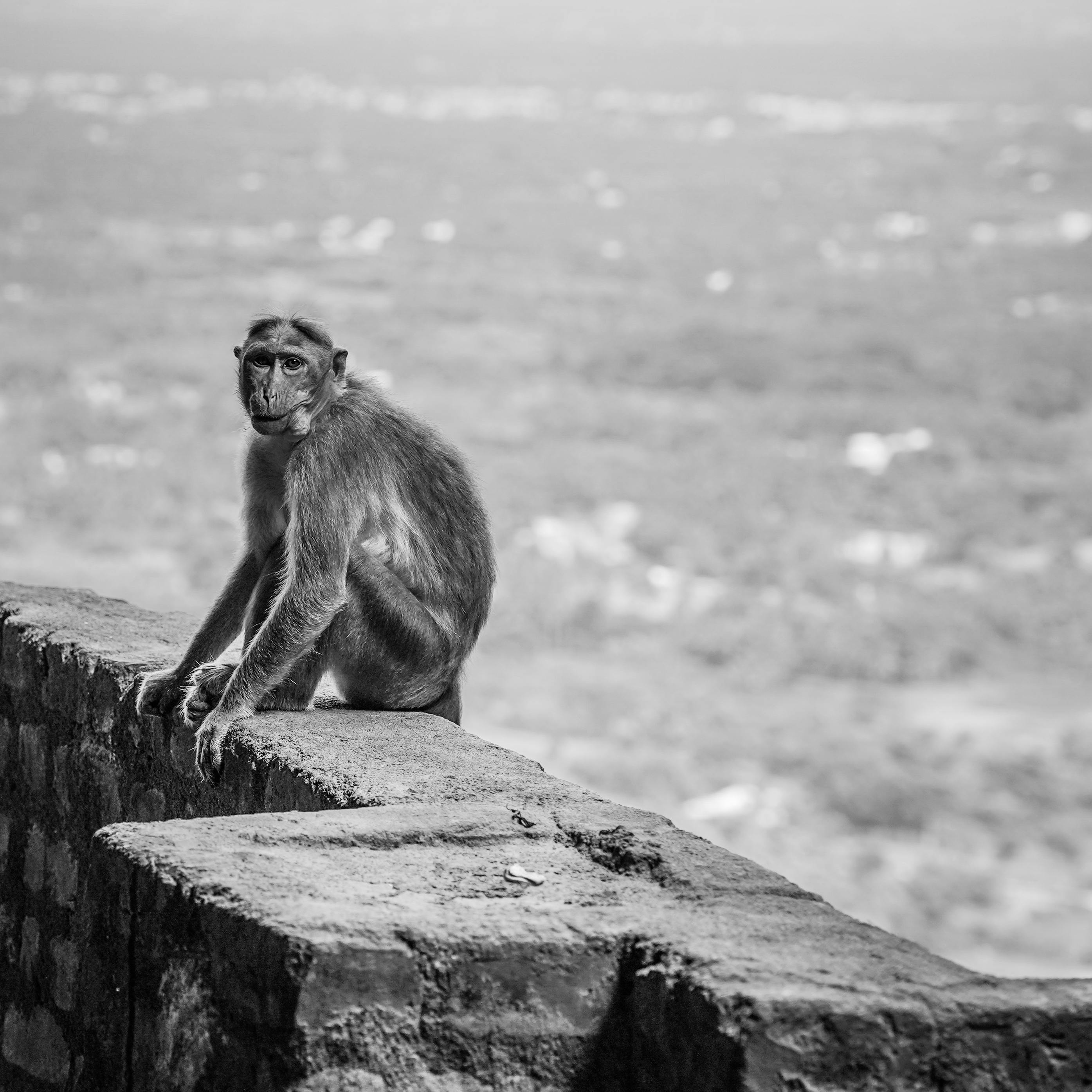 African Chimpanzee in Black and White View · Free Stock Photo