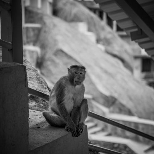 Sitting Monkey in Black and White