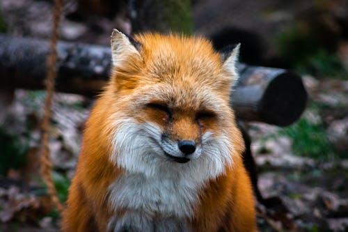 Δωρεάν στοκ φωτογραφιών με άγρια φύση, αλεπού, γκρο πλαν Φωτογραφία από στοκ φωτογραφιών