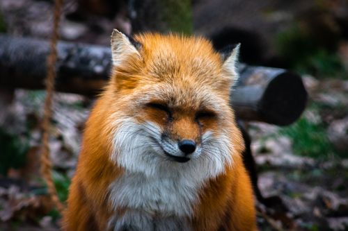 Free A close-up shot of a tranquil red fox with eyes closed in a forest setting. Stock Photo