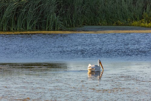 Foto d'estoc gratuïta de aigua, au, llac