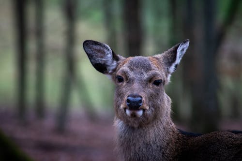 Close-Up Shot of a Deer 