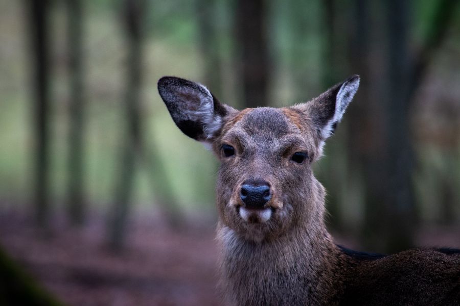 Wildschaden