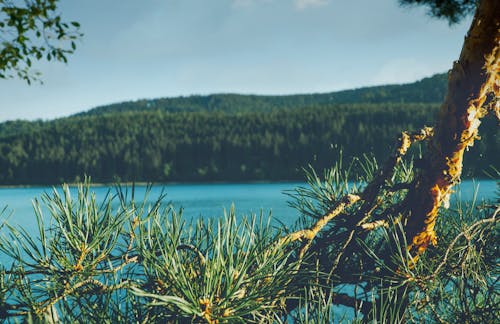 Free stock photo of bark, branch, fir needle