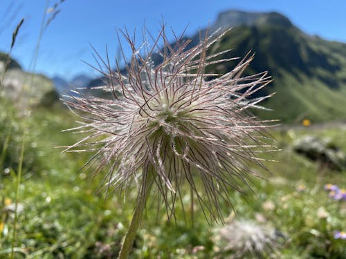 fiore di montagna