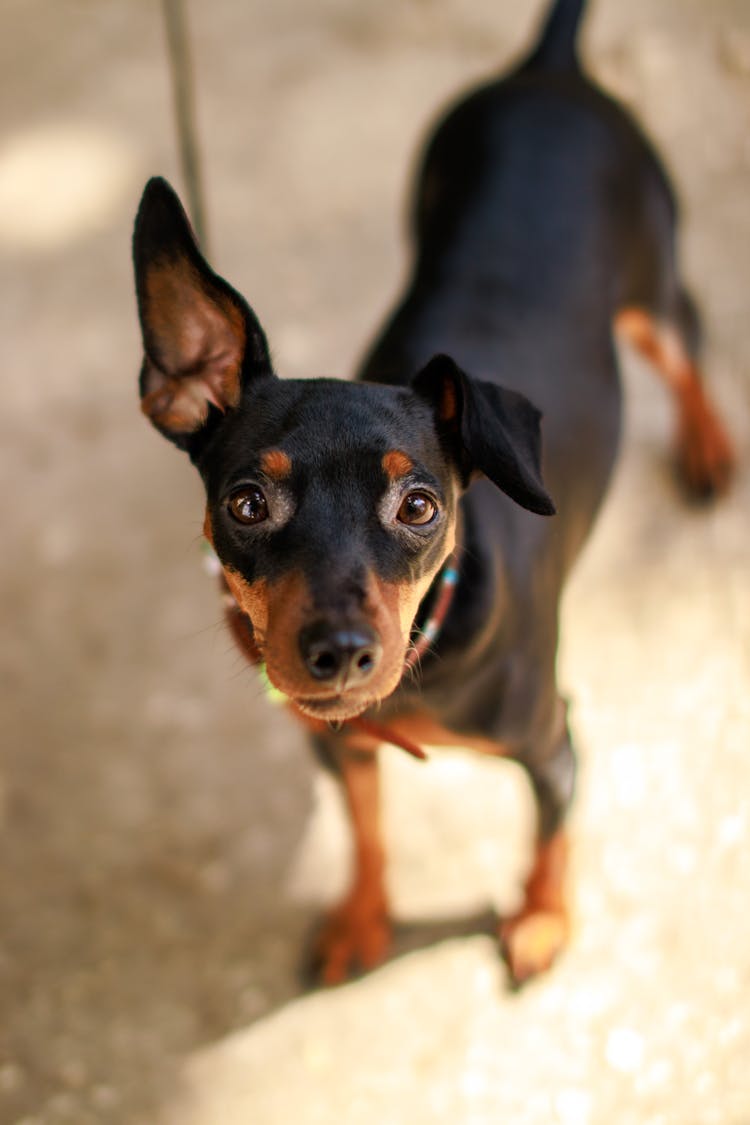 Little Black Dog On Leash