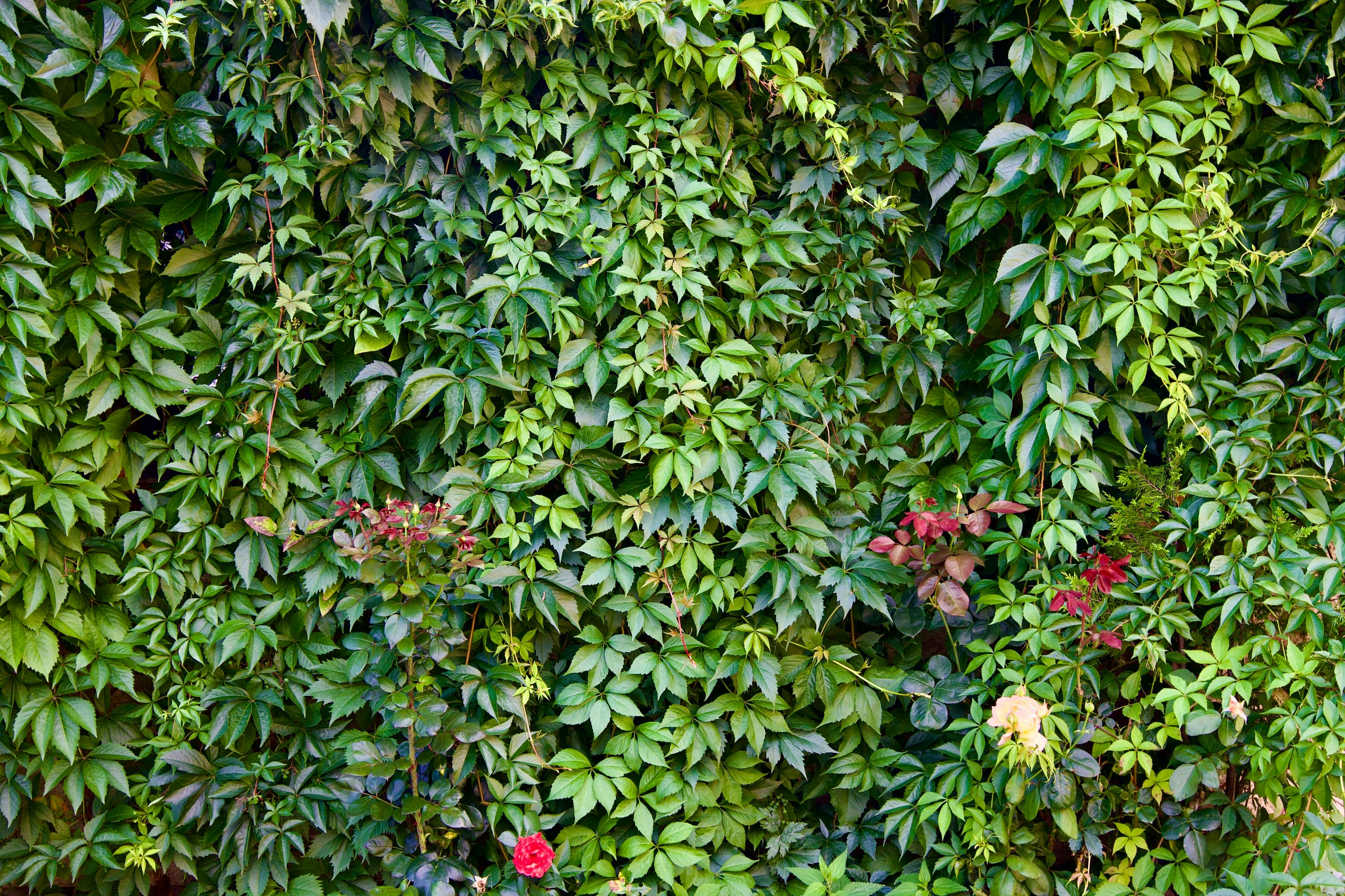 Ivy Hedge in a Garden · Free Stock Photo