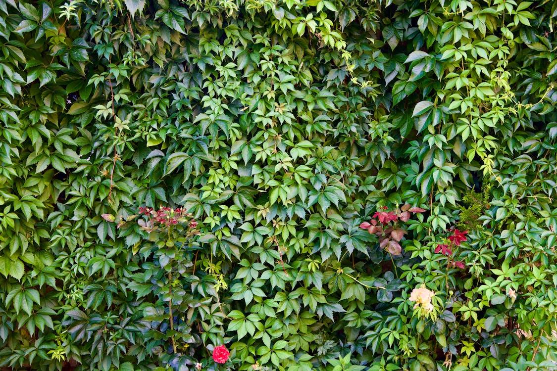 Ivy Hedge in a Garden 