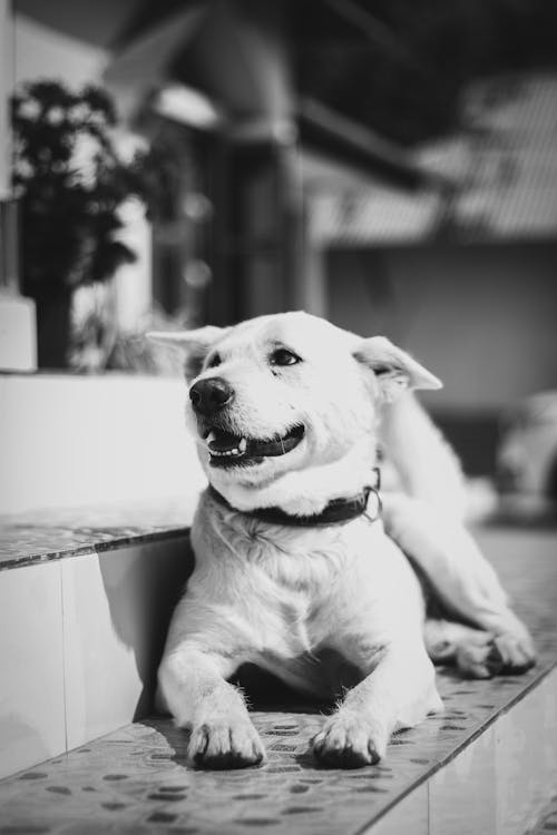 Free Grayscale Photo of Short Coated Dog on Stairs Stock Photo