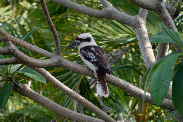 Kookaburra