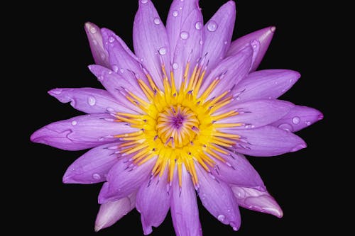 A Macro Shot of a Wet Lily Flower