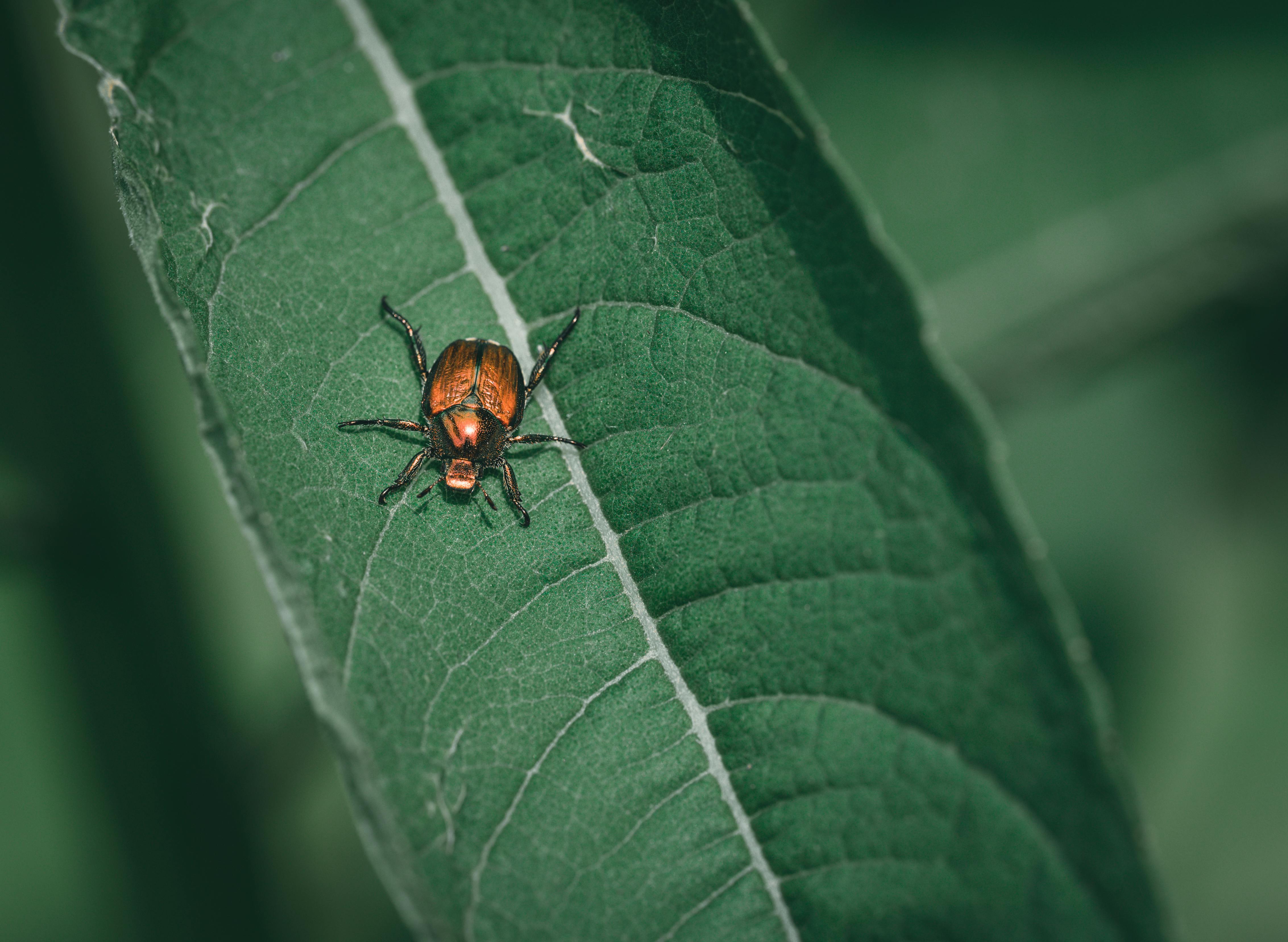 Control de Popillia japonica: Integrado, Biológico y Cultural