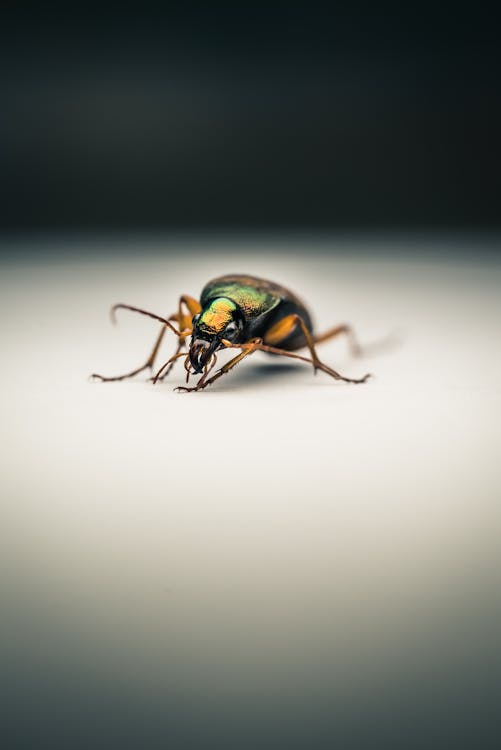 Extreme Close-up of an Insect · Free Stock Photo