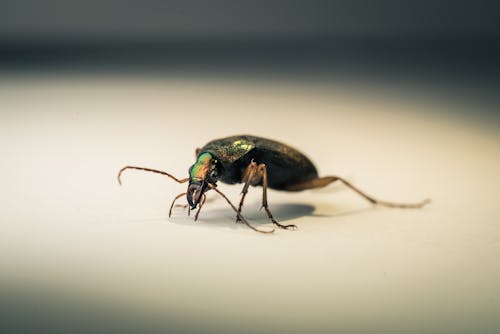 Foto stok gratis antena, beetle, binatang