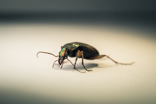 Foto d'estoc gratuïta de animal, antena, beetle