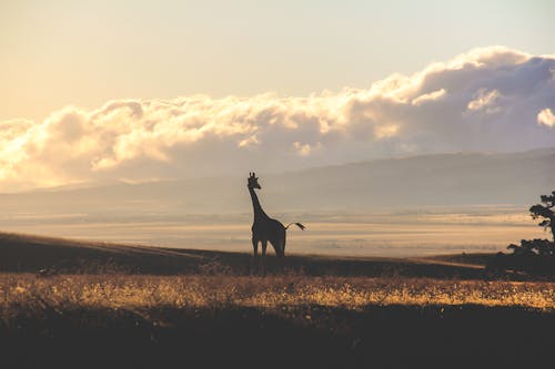 Silhouette of a Giraffe on a Savannah 