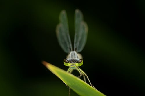 Ücretsiz böcek, böcek fotoğrafçılığı, çim içeren Ücretsiz stok fotoğraf Stok Fotoğraflar
